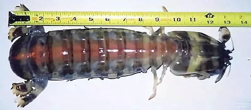 吃过广东濑尿虾，你就再也看不起小龙虾