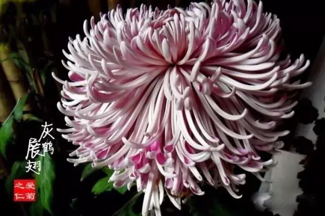 世界最美菊花图整整80种太珍贵了,世界上最美的菊花叫什么名字