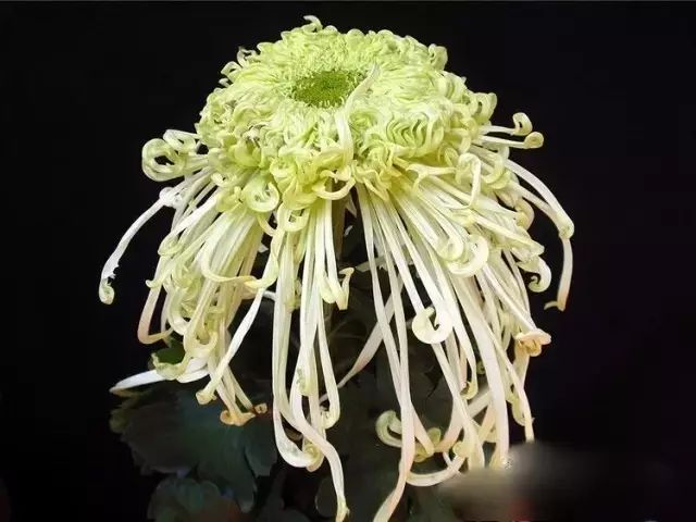 世界最美菊花图整整80种太珍贵了,世界上最美的菊花叫什么名字