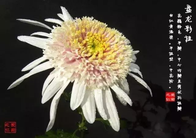 80种最美菊花高清图片,最具欣赏价值的菊花