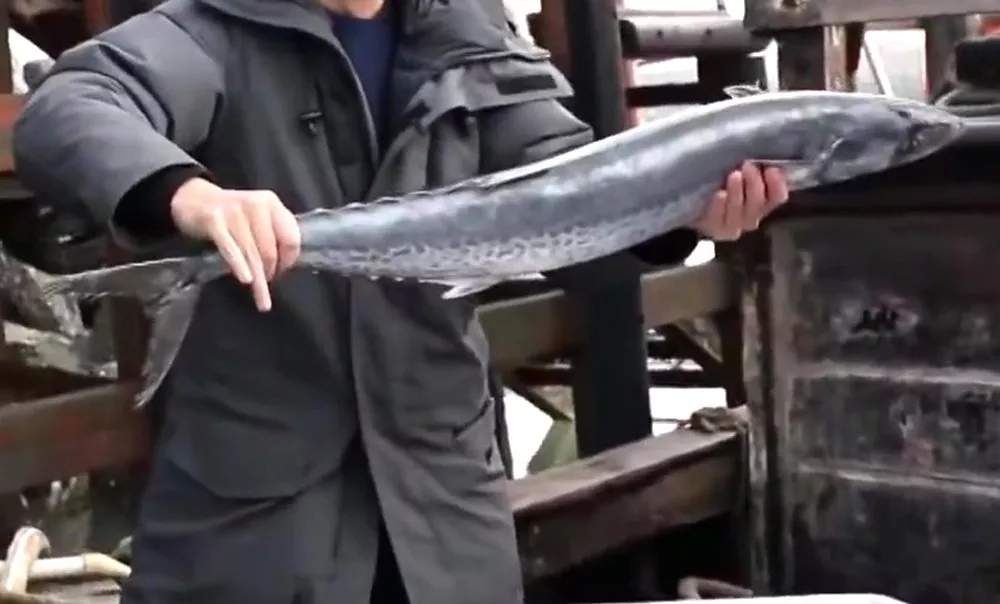 海鲜市场纯天然的7种鱼,水产市场什么鱼可以回家养