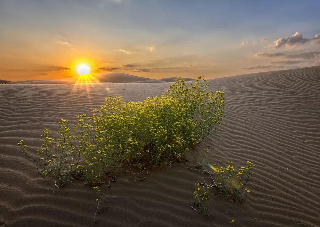 十一必游额济纳胡杨林,十一离宁夏近有草原的旅游推荐