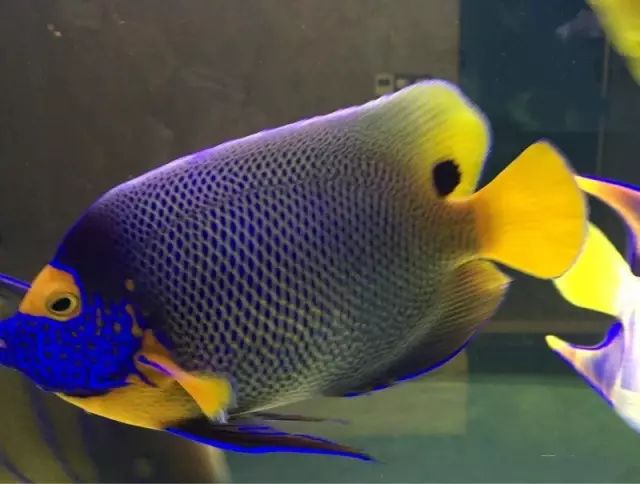 fot多大缸,fot高缸