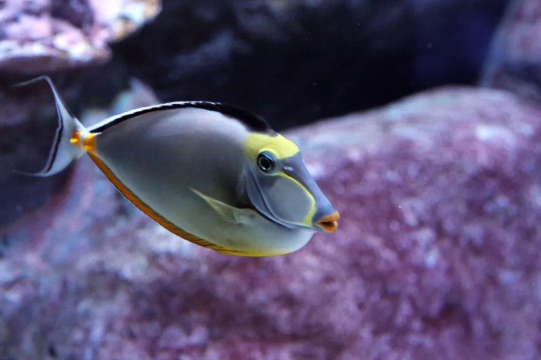 鱼撞脸的搞笑瞬间,鱼撞脸视频大全