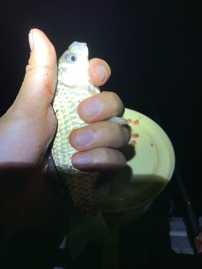 新竿开光有什么讲究,新竿开光爆护