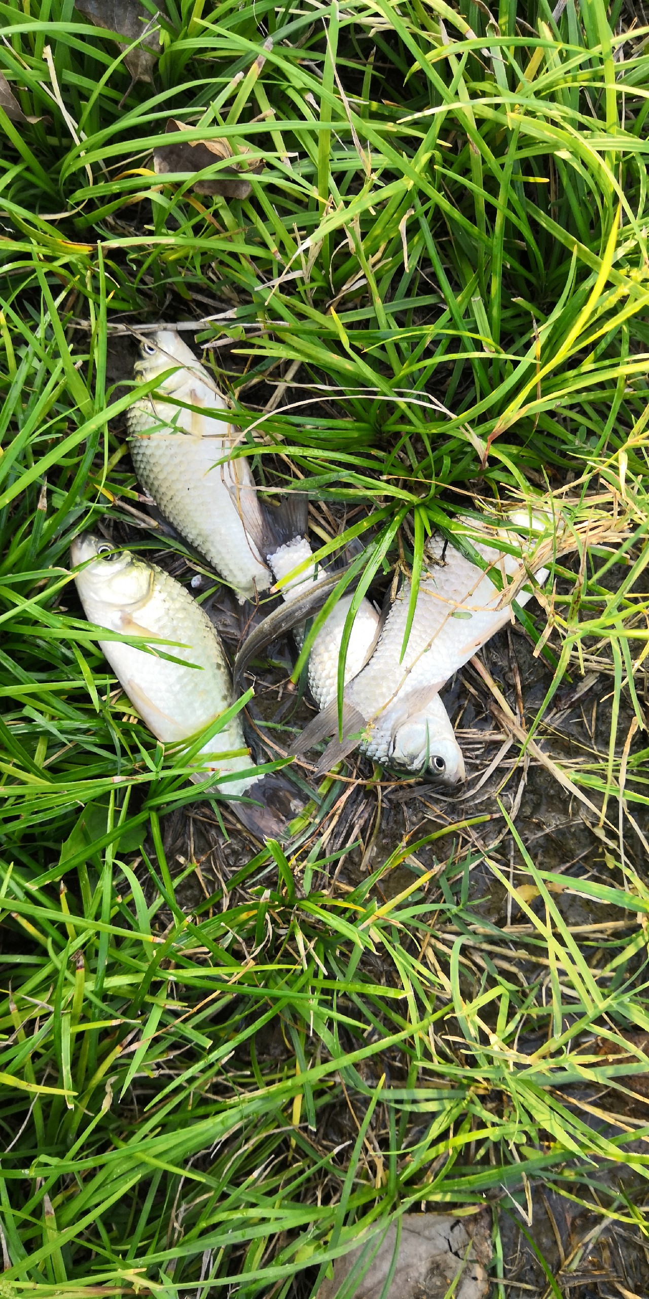 入坑第一天钓鱼,入坑一年所钓的鱼种