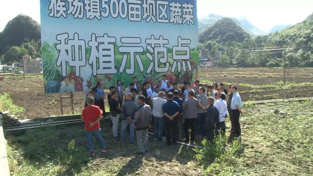 沙田镇佛手瓜种植,佛手瓜种植基地