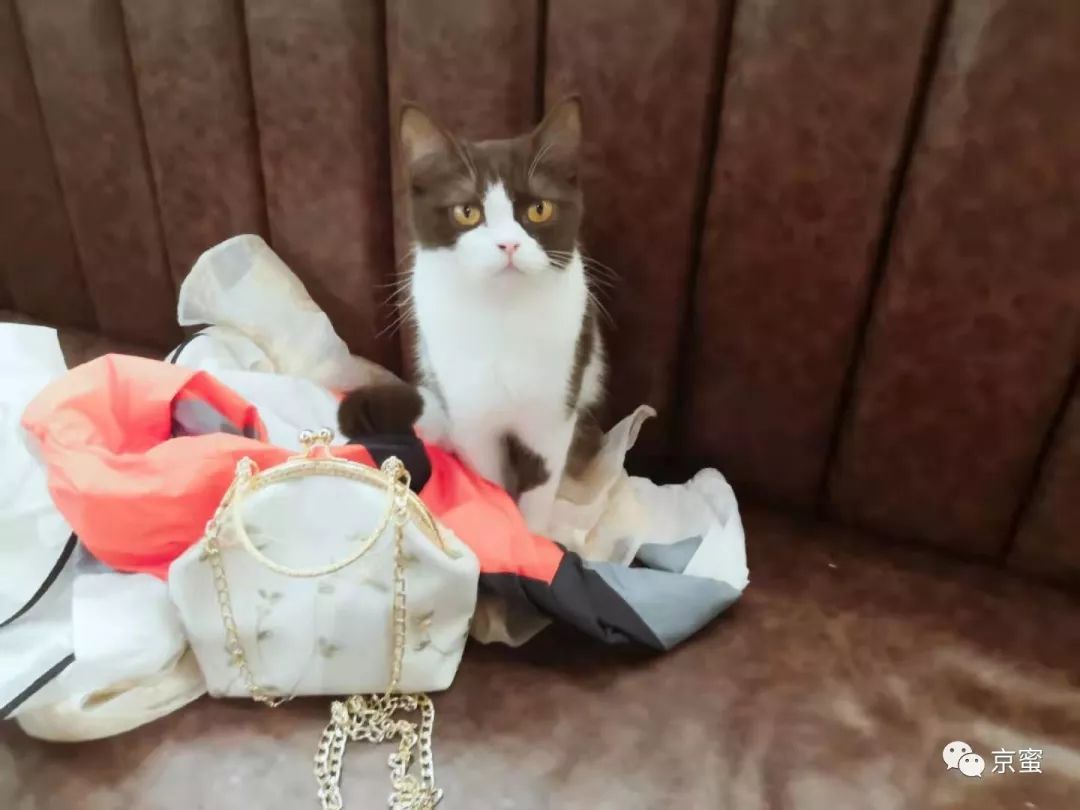 北京大型撸猫馆推荐,三里屯撸猫的地方