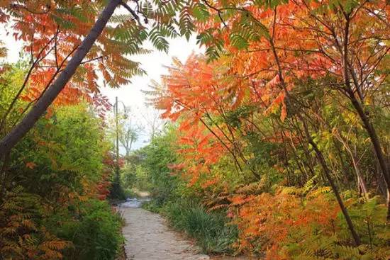赏红叶地方,赏红叶最佳旅游地