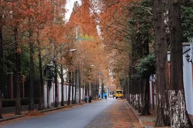 上海必打卡秋季美景,上海的秋季美景
