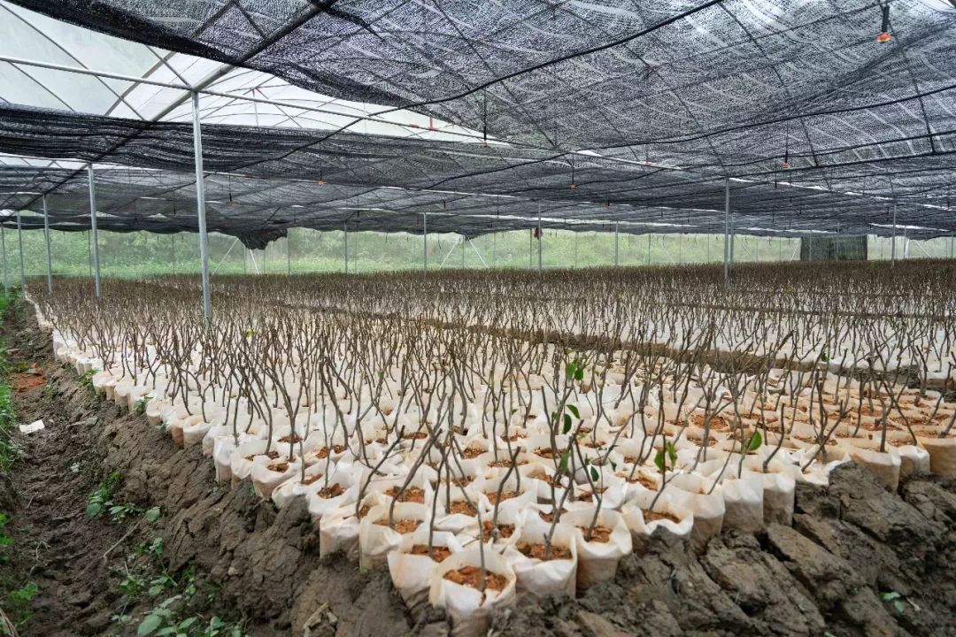 枯草芽孢杆菌属肥料还是药,枯草芽孢杆菌加植物调节剂