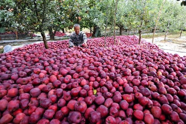 「中央媒体看甘肃」苹果丰收却销售不畅，省委书记为甘肃苹果代言