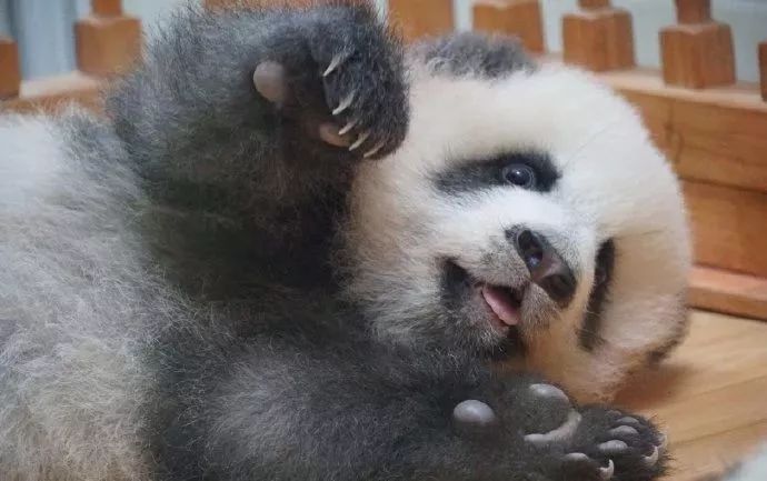 大熊猫是怎么当上国宝的,封王之路简介