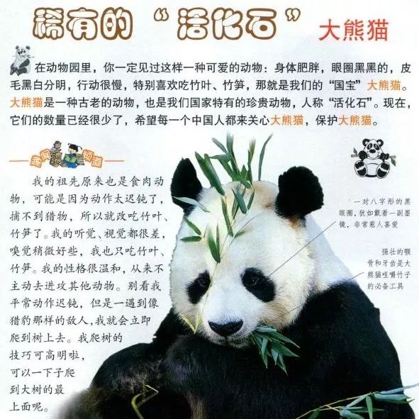 大熊猫是怎么当上国宝的,封王之路简介