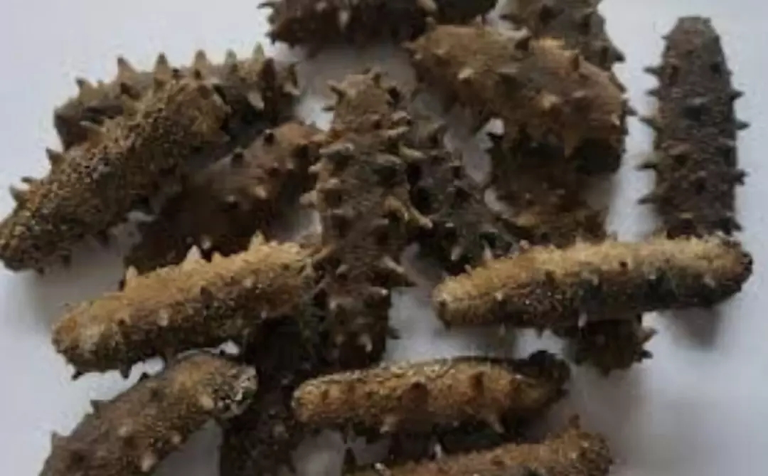 加拿大超市华人抢购,加拿大海参产品