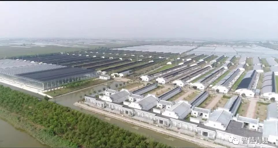 青县集会,2019沧州旅发大会