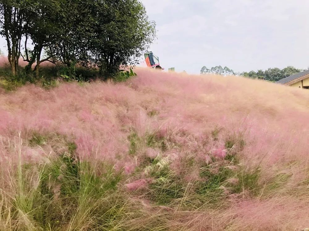 粉黛乱子草网红打卡地成都免费,美到炸网红粉黛乱子草就在双流