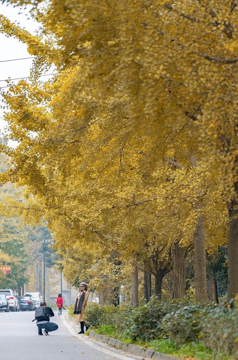 粉黛乱子草网红打卡地成都免费,美到炸网红粉黛乱子草就在双流