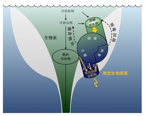 焦念志院士最新消息,焦念志