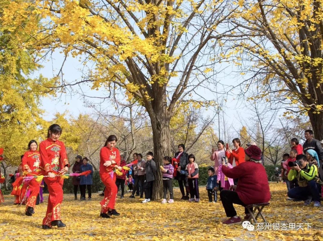 邳州银杏天下第一,邳州赏银杏树叶