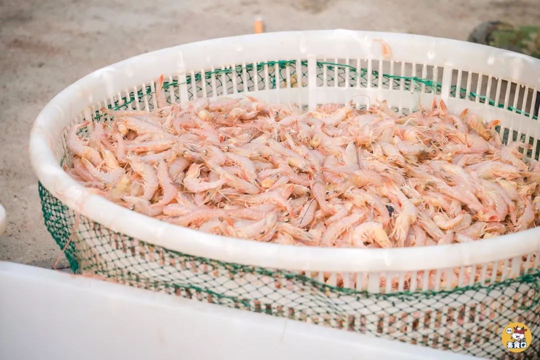 小港码头有蛏子吗,小港码头吃海鲜俱乐部电话