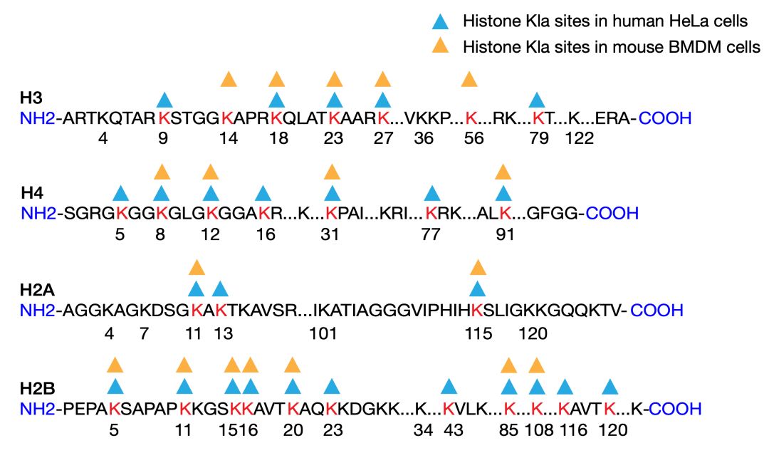 《自然》：破解肿瘤产酸之谜！华人科学家首次发现，肿瘤产生的乳酸或能表观修饰巨噬细胞组蛋白，导致巨噬细胞黑化促癌丨科学大发现