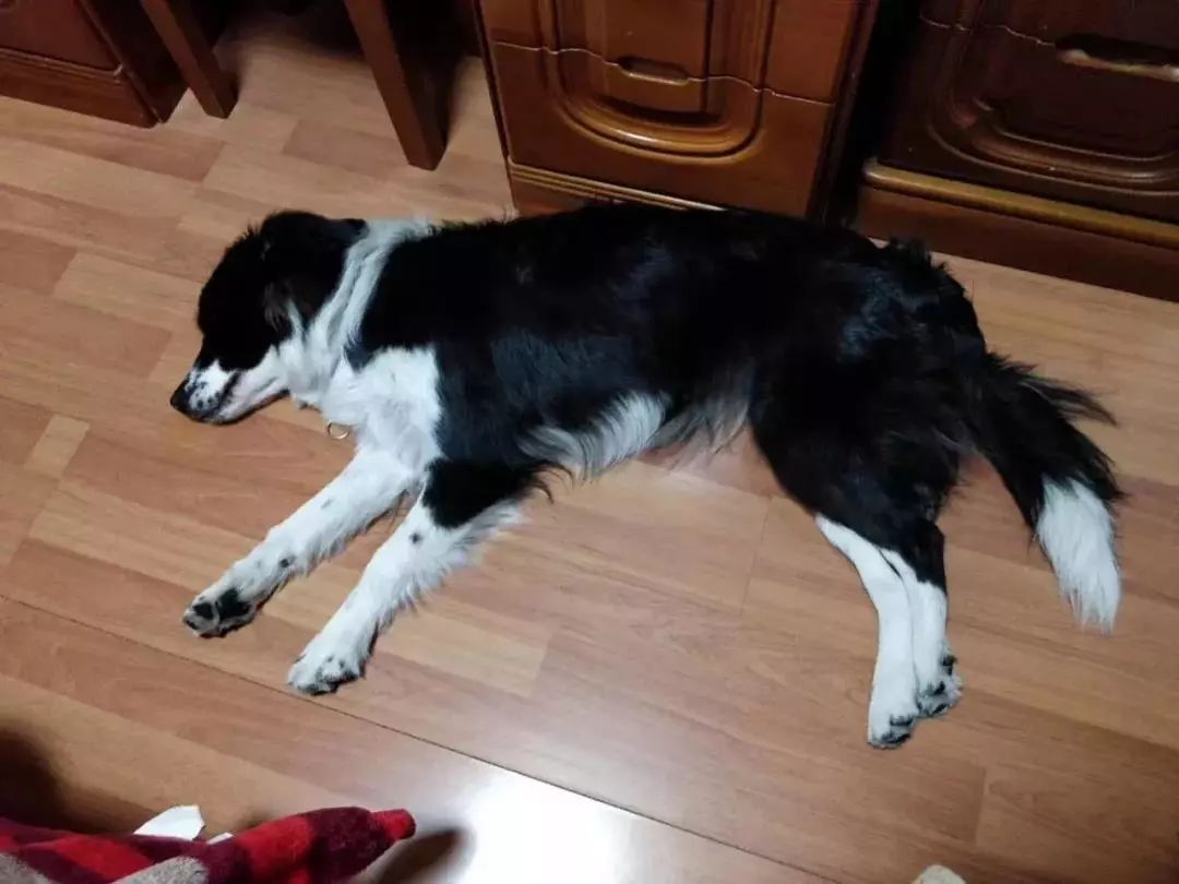 贵阳电子驾驶证开通了吗,贵阳犬证编号