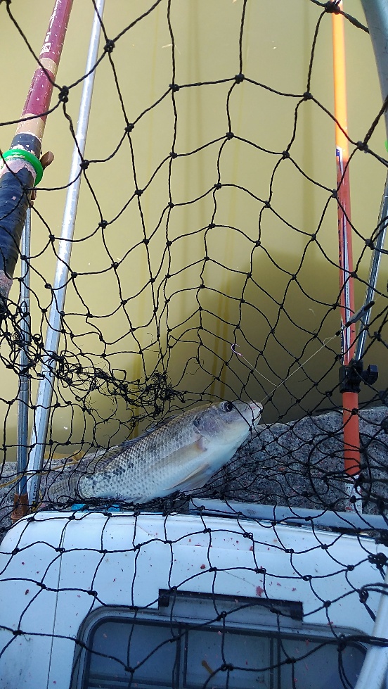 带友渔乐记渔获20斤,钓鱼不能*欢偷**