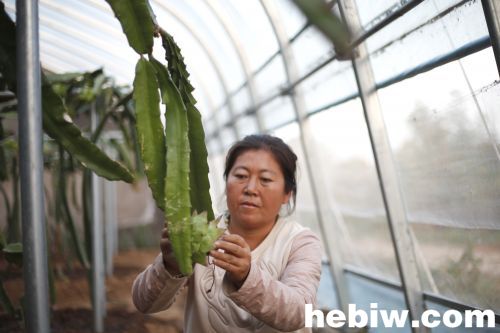 鹤壁果农田利华：回乡种植火龙果，要让日子更红火