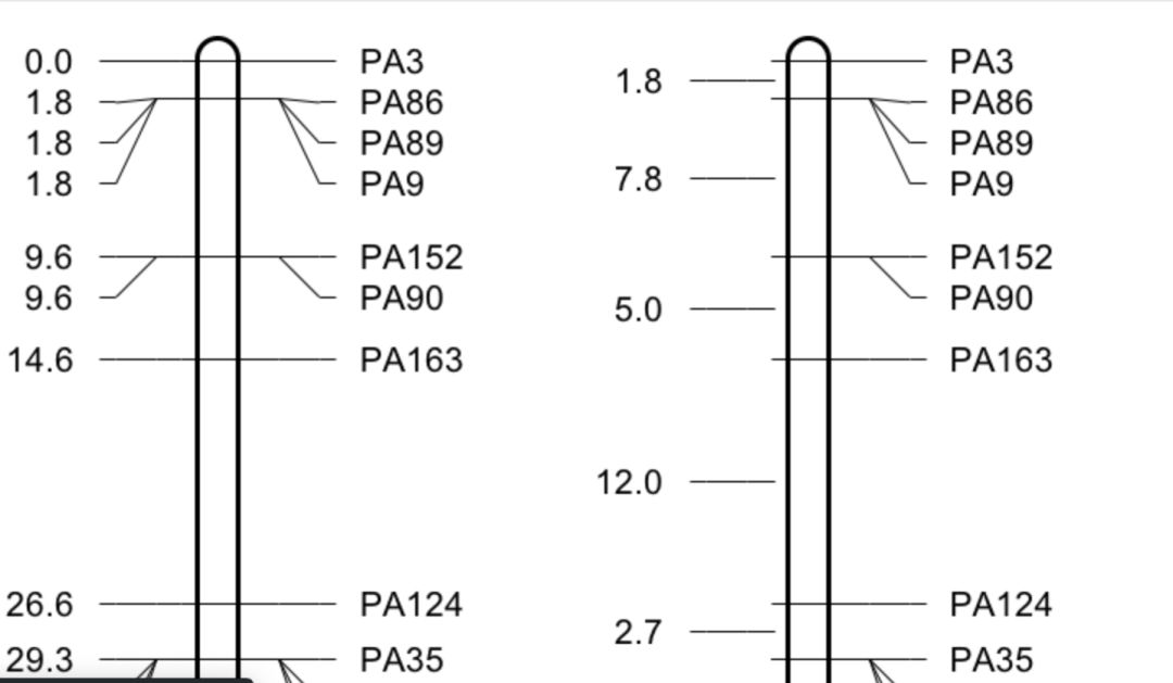 如何绘制交叉网状图,怎么快速画线性图