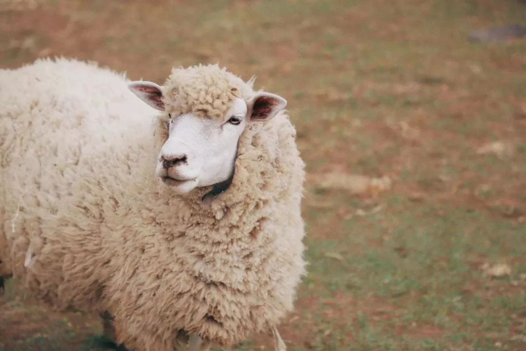 这座免签小岛，几乎出现在了每一部浪漫韩剧里