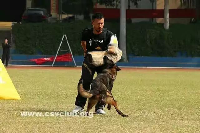 惹蜘蛛,惹了蜘蛛蜘蛛会记仇吗