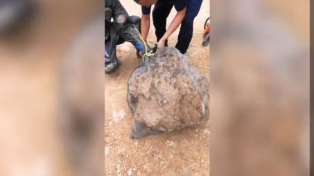 8名群众被黄蜂蜇致3人死亡5人受伤,广西人被黄蜂蜇死事件