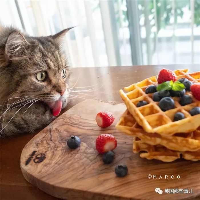 喵星人吃起来真香看的都想吃一口 (喂喵星人吃饭一副生无可恋的表情)