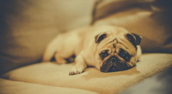 十种最受欢迎的宠物狗,哪一种宠物狗最可爱最听话最好养