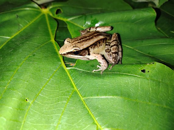 会弹琴的鱼,弹琴蛙图片