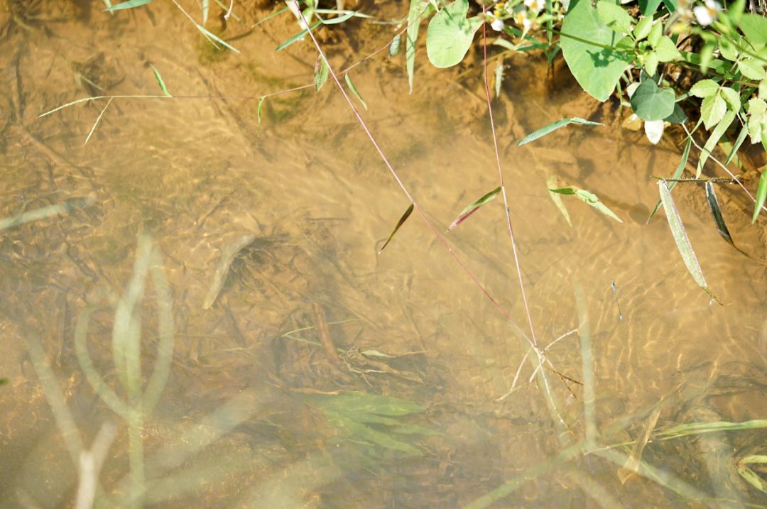 认识下广东人从小吃到大的宝藏水果,像冬季里清甜的山泉