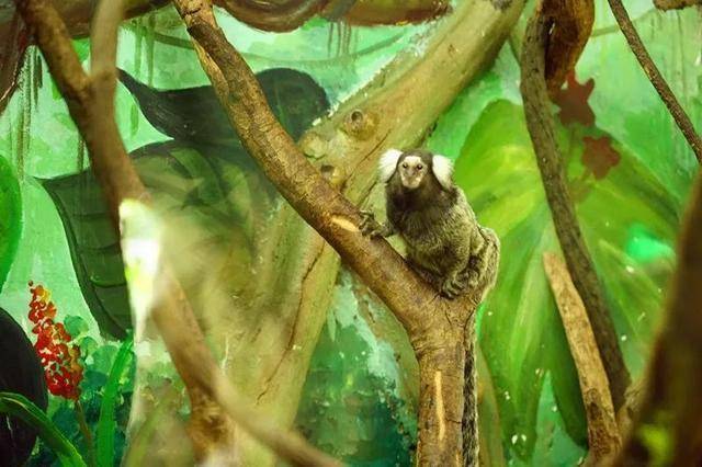 亲子游广州长隆动物园,广州长隆野生动物世界亲子游路线