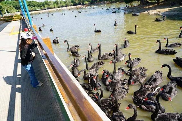 亲子游广州长隆动物园,广州长隆野生动物世界亲子游路线