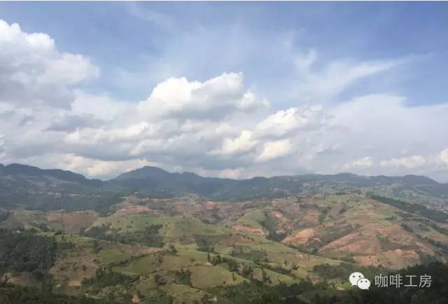 云南小粒种咖啡属于什么品种,咖啡品种最好的小粒种咖啡是什么