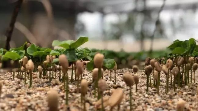 速溶咖啡粉和云南小粒咖啡的区别,云南小粒咖啡什么品种最好