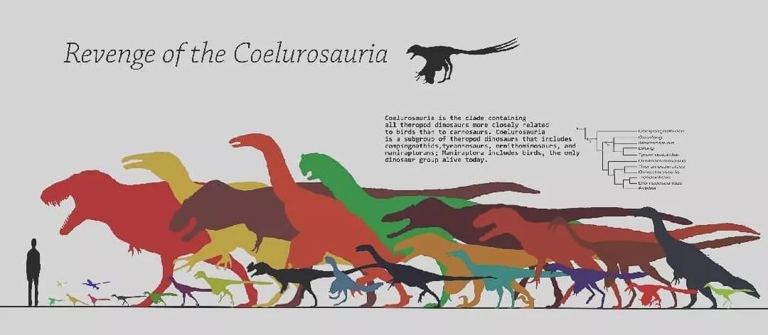 中国发现迅猛龙新种，“迅猛龙”与“伶盗龙”从此彻底分家了？