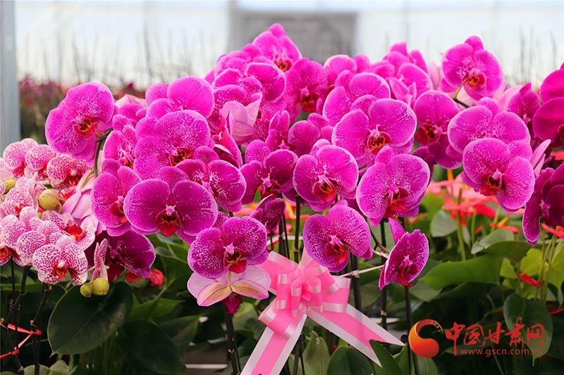 临潭：花卉种植铺就群众致富路