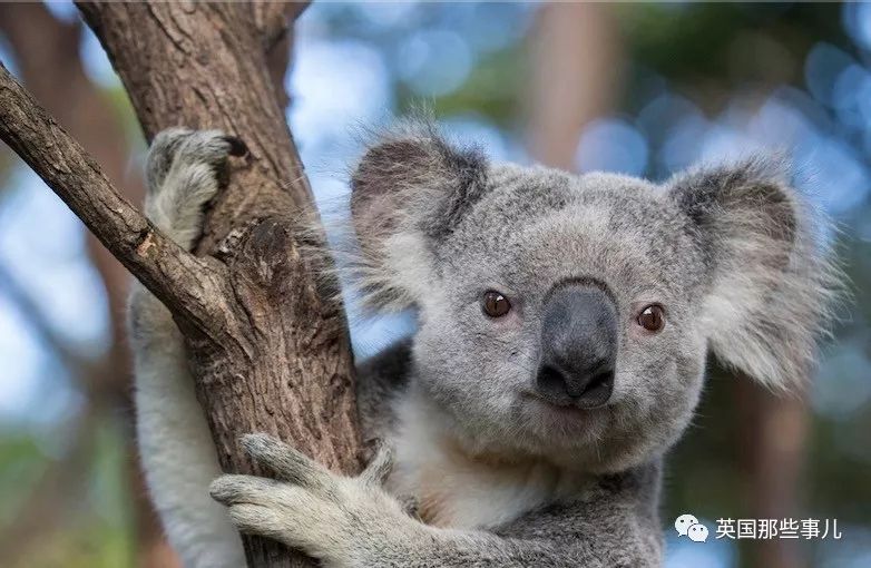 考拉面临功能性灭绝英语答案,导致考拉功能性灭绝的主要原因是