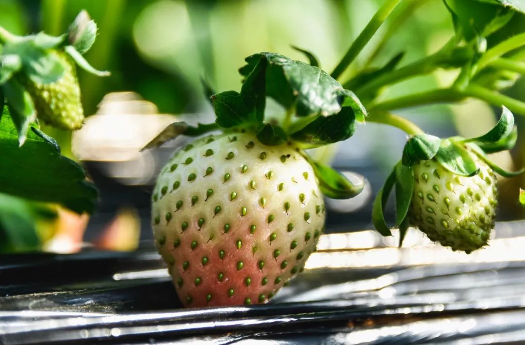 北京昌平草莓哪两个季节上市,昌平草莓什么时候熟