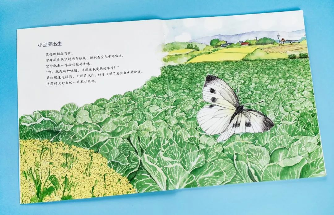 成长必读法布尔昆虫记,法布尔昆虫记书分享