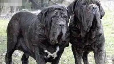 十大巨型犬种,10种大型犬