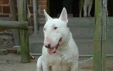 十大巨型犬种,10种大型犬