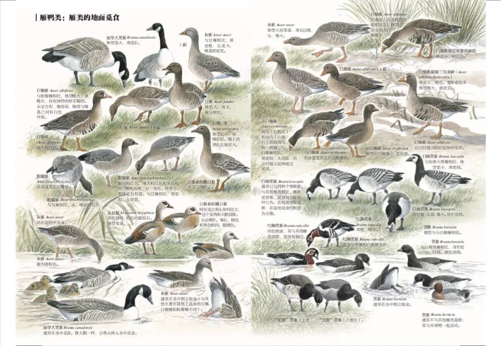 劲草嘉年华最新视频,2023年劲草嘉年华