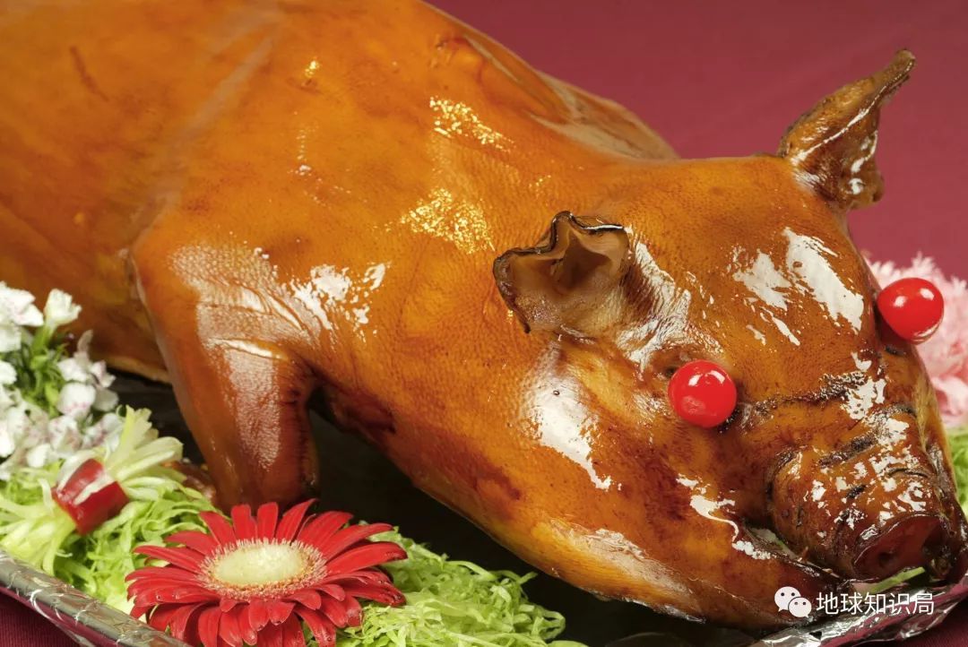 我们常吃的猪都是从哪儿来演化的,猪是从哪里来的